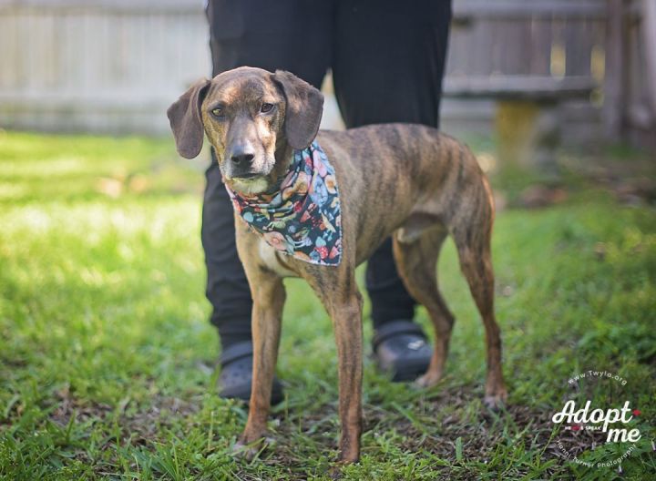 Blue heeler best sale hound dog mix