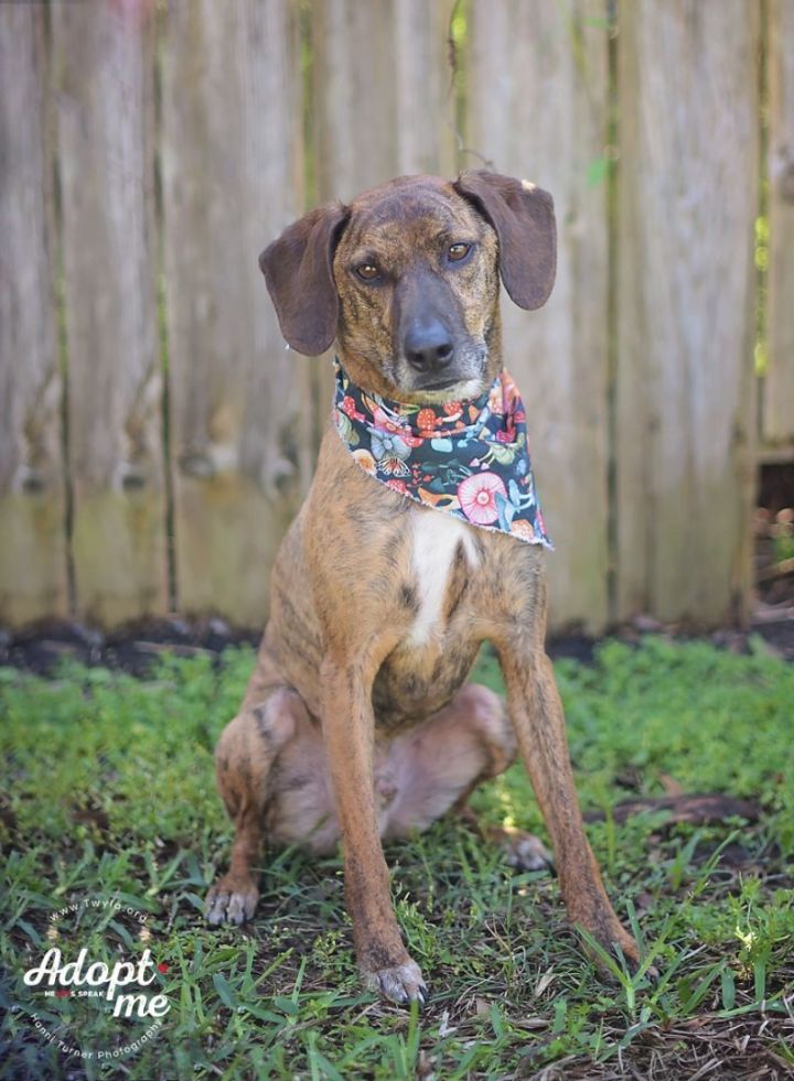 Heeler store hound mix