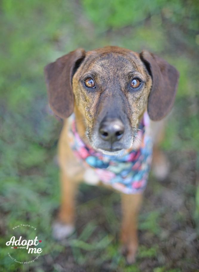 Blue 2024 plott hound