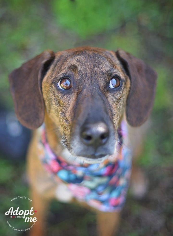 Cattle dog 2024 hound mix