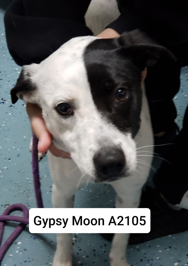 Gypsy Moon A2105