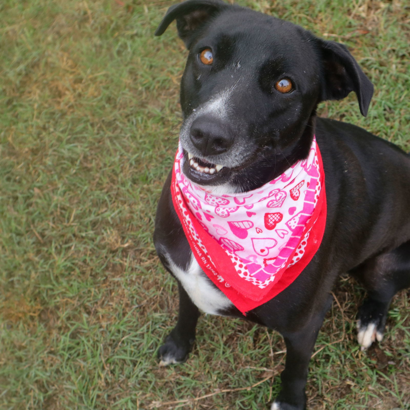 Gemma, an adoptable Black Labrador Retriever, Hound in Gun Barrel City, TX, 75147 | Photo Image 1