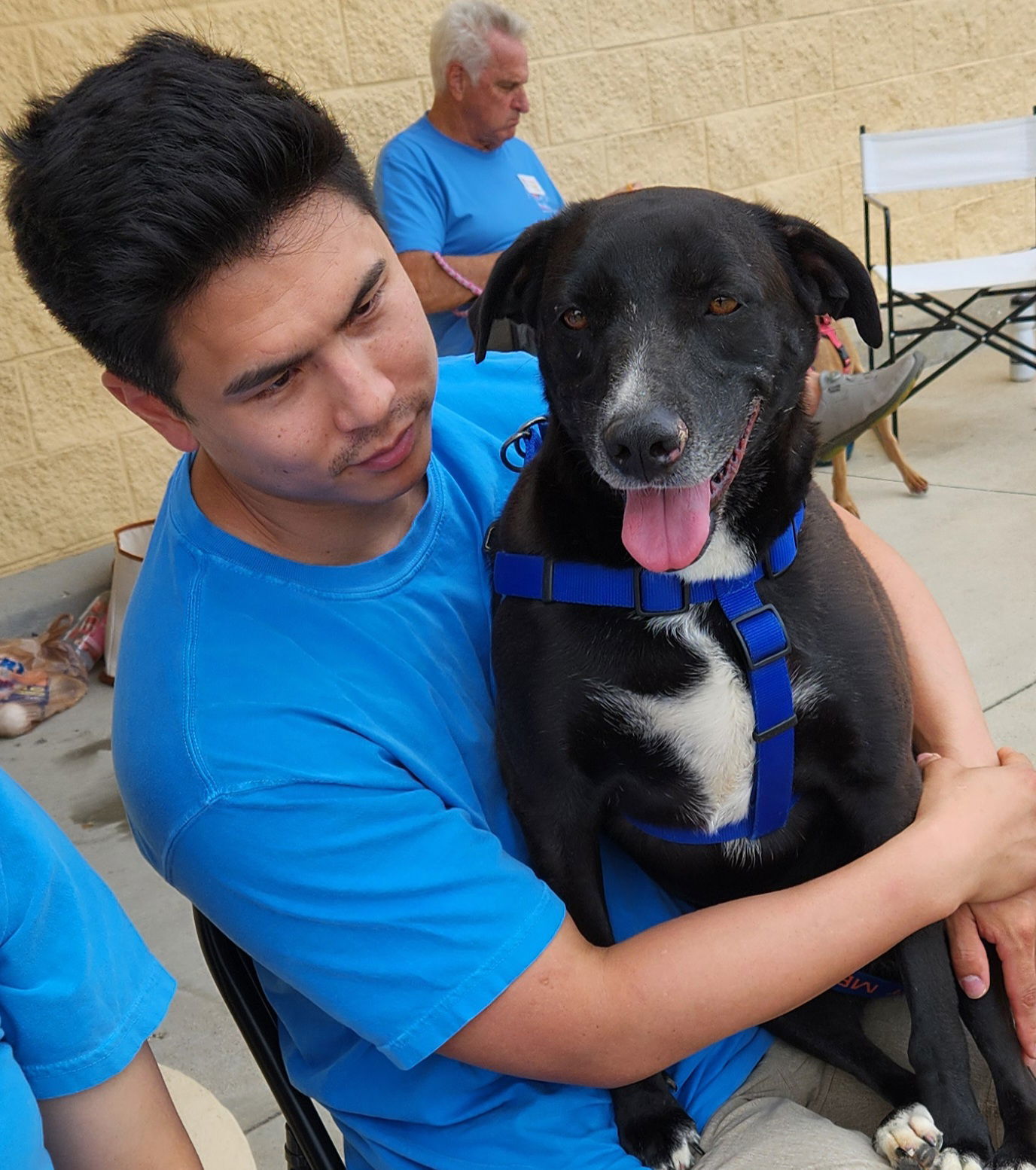 Gemma, an adoptable Black Labrador Retriever, Hound in Gun Barrel City, TX, 75147 | Photo Image 2