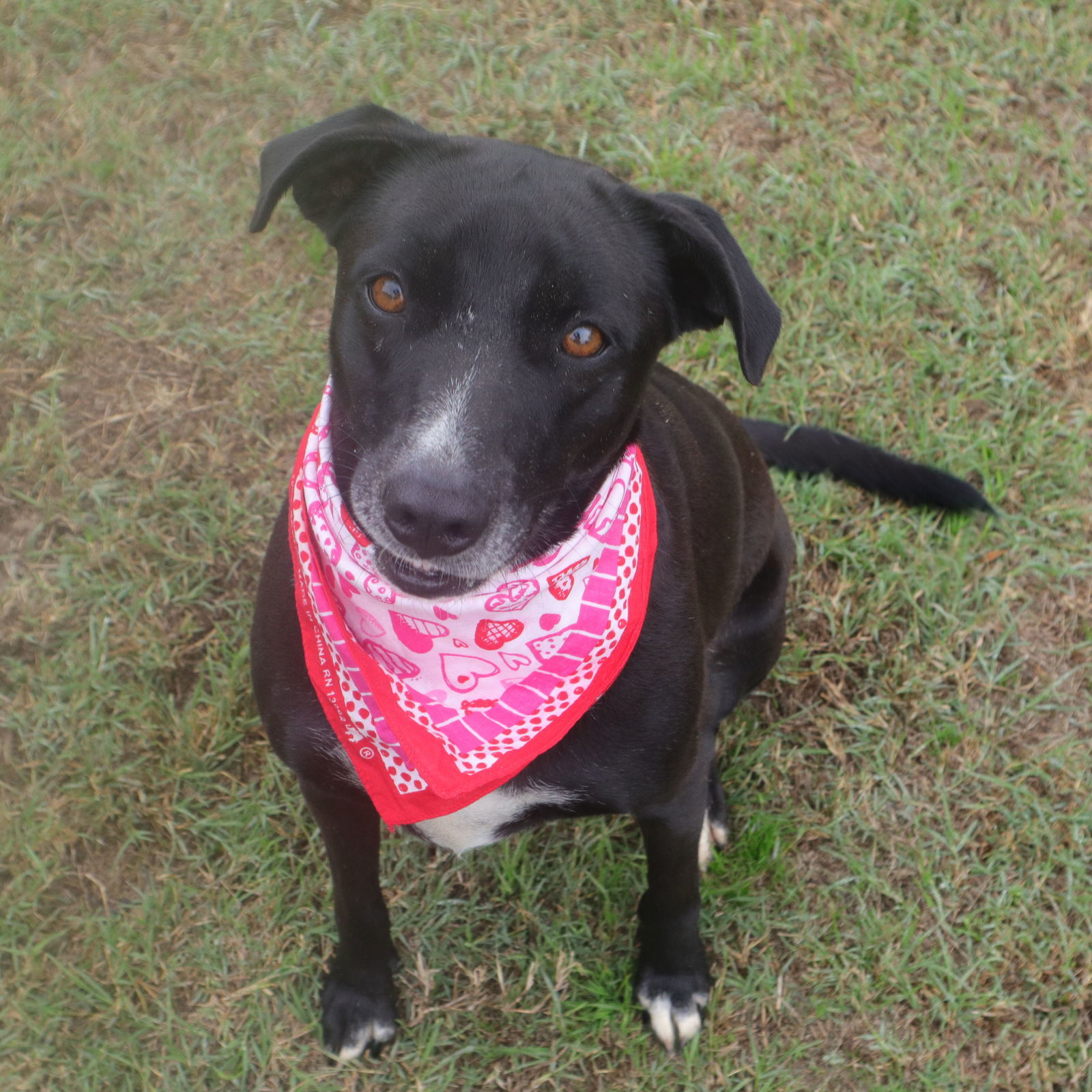 Gemma, an adoptable Black Labrador Retriever, Hound in Gun Barrel City, TX, 75147 | Photo Image 3