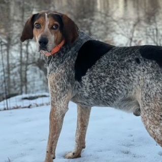 Blue , an adoptable Bluetick Coonhound, Coonhound in HANSON, MA, 02341 | Photo Image 1