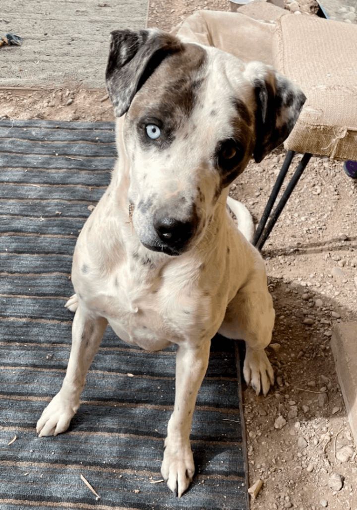 Bowie, an adopted Great Dane & Labrador Retriever Mix in Williamsburg, NM_image-5