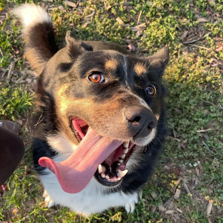 English australian clearance shepherd mix