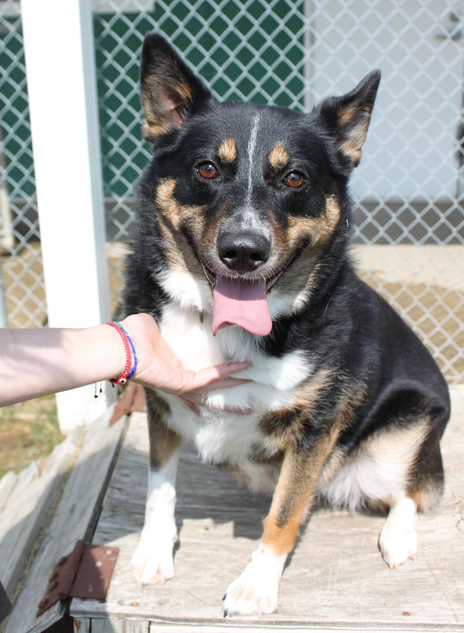 Dani (longterm resident), an adoptable Australian Shepherd, English Shepherd in Austin, MN, 55912 | Photo Image 2