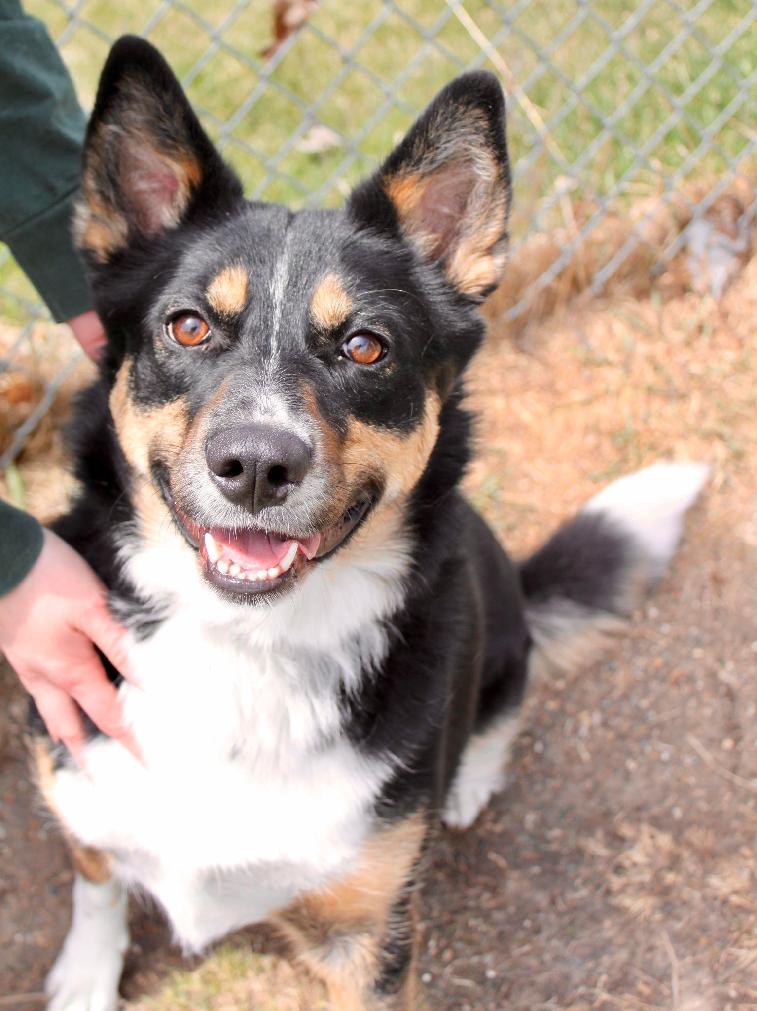 Dani (longterm resident), an adoptable Australian Shepherd, English Shepherd in Austin, MN, 55912 | Photo Image 3