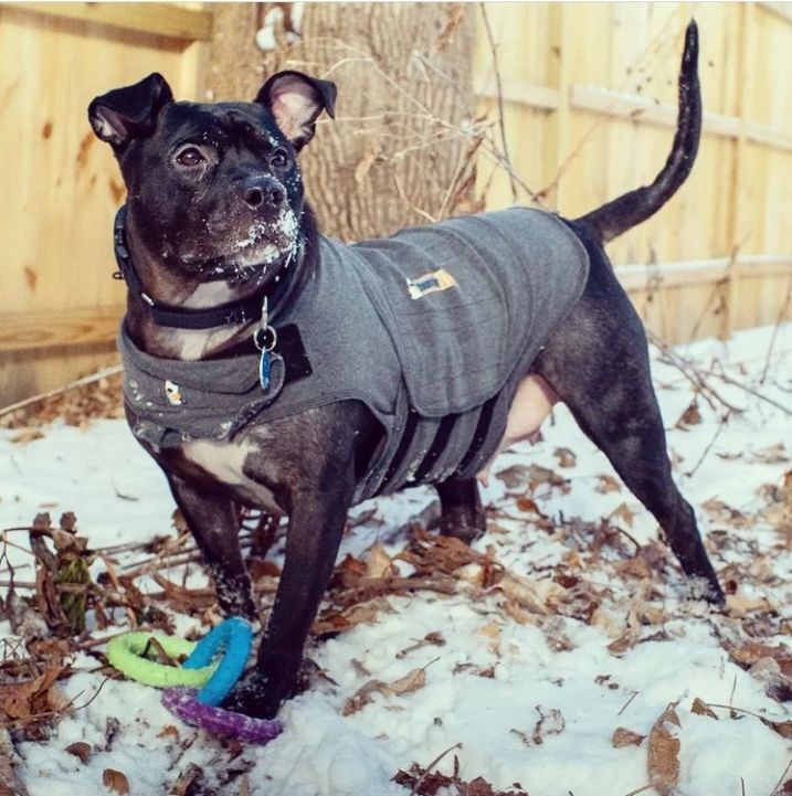 Socks, an adoptable Pit Bull Terrier in Detroit, MI, 48202 | Photo Image 2