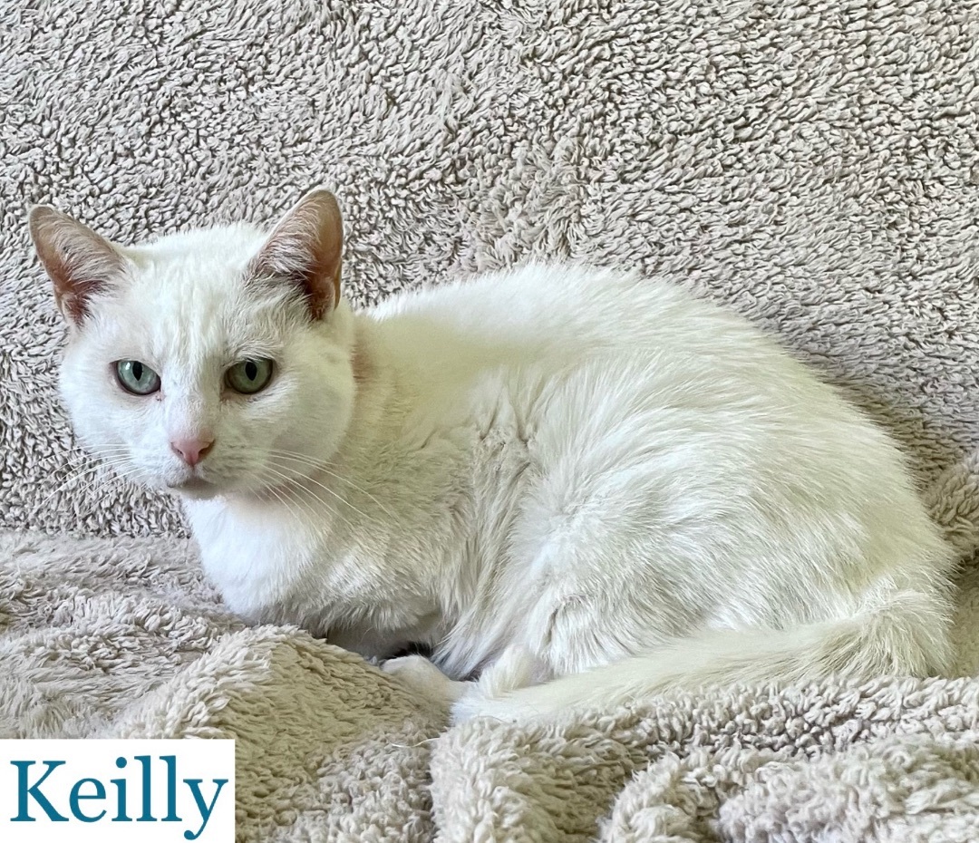 Cat for adoption Keilly, a Domestic Short Hair in Berkeley Springs