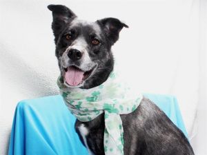 Happy is a very sweet affectionate and active girl She would make a wonderful hiking partner or a