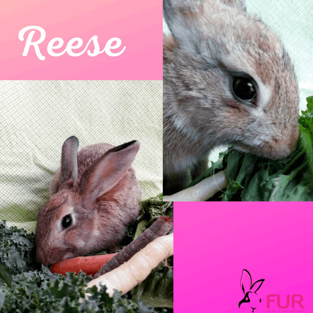 Rabbit for adoption - Reese, a Beveren in Folsom, CA | Petfinder