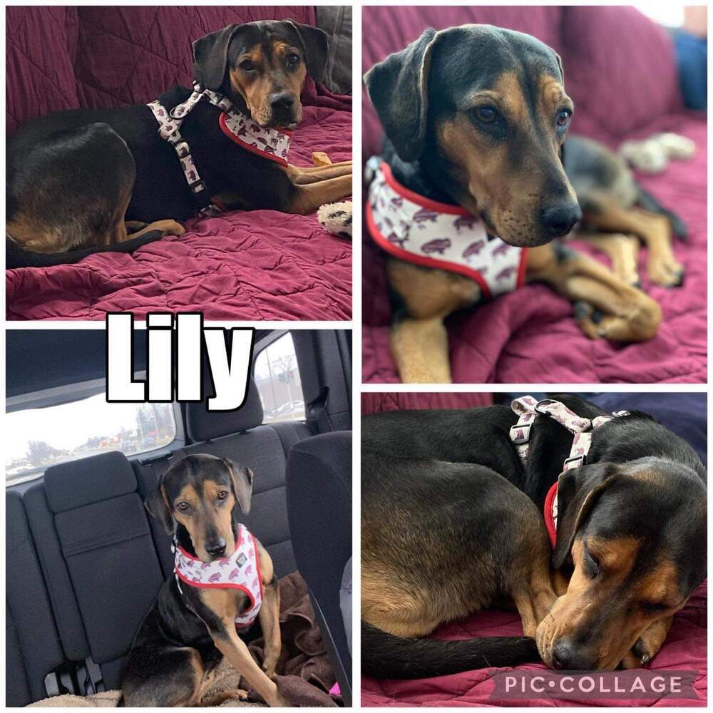 Lilly