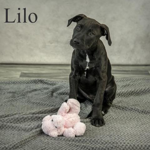 Lilo 02-2878