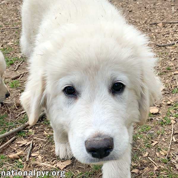 Sumo in VA - Gentle & Calm Pup!