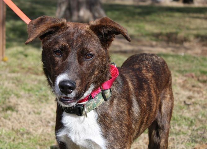 WILLIE (Athletic, likes to retrieve: is he Mountain Cur or Aussie mix? )