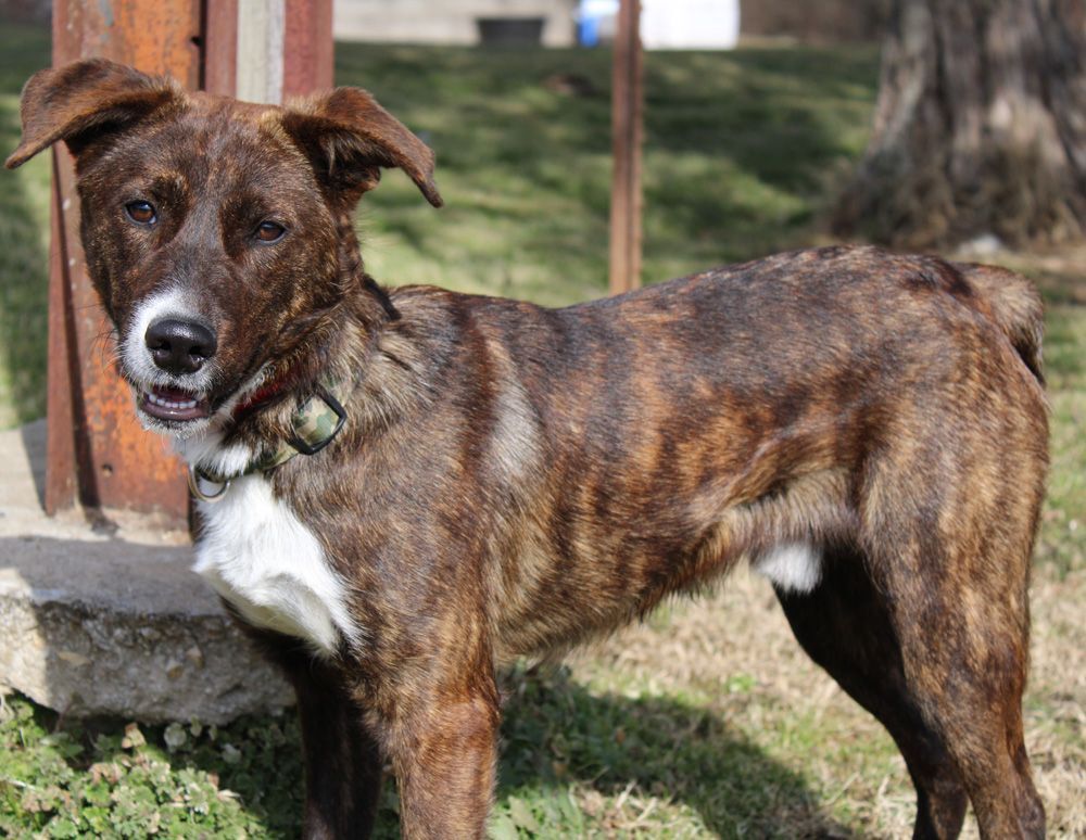 WILLIE (Athletic, likes to retrieve: is he Mountain Cur or Aussie mix? ), an adoptable Australian Shepherd, Mountain Cur in Marble Hill, MO, 63764 | Photo Image 2