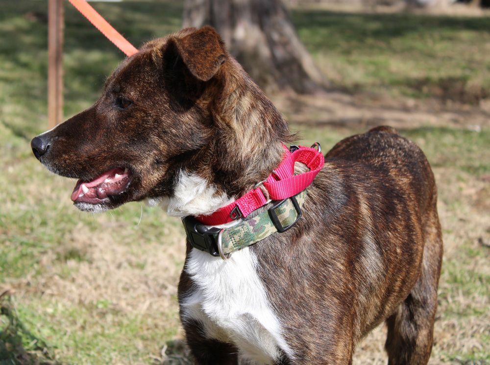 WILLIE (Athletic, likes to retrieve: is he Mountain Cur or Aussie mix? ), an adoptable Australian Shepherd, Mountain Cur in Marble Hill, MO, 63764 | Photo Image 3