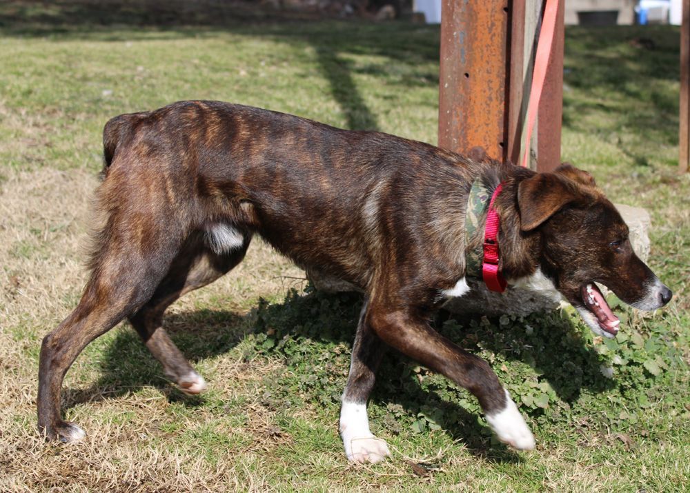 WILLIE (Athletic, likes to retrieve: is he Mountain Cur or Aussie mix? ), an adoptable Australian Shepherd, Mountain Cur in Marble Hill, MO, 63764 | Photo Image 4
