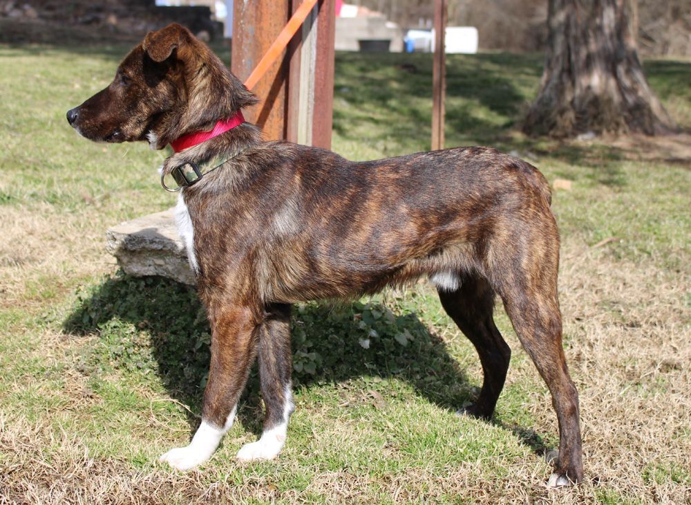 WILLIE (Athletic, likes to retrieve: is he Mountain Cur or Aussie mix? )