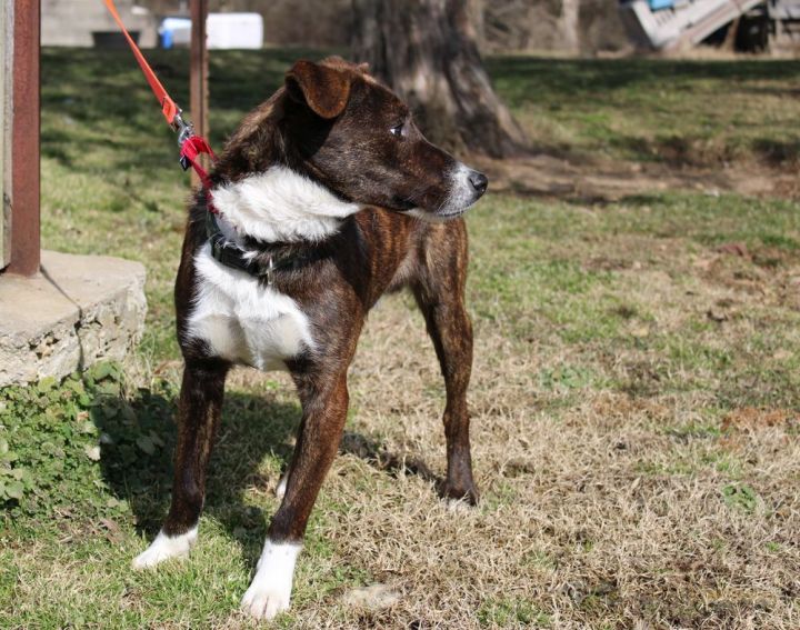 WILLIE (Athletic, likes to retrieve: is he Mountain Cur or Aussie mix? ) 6