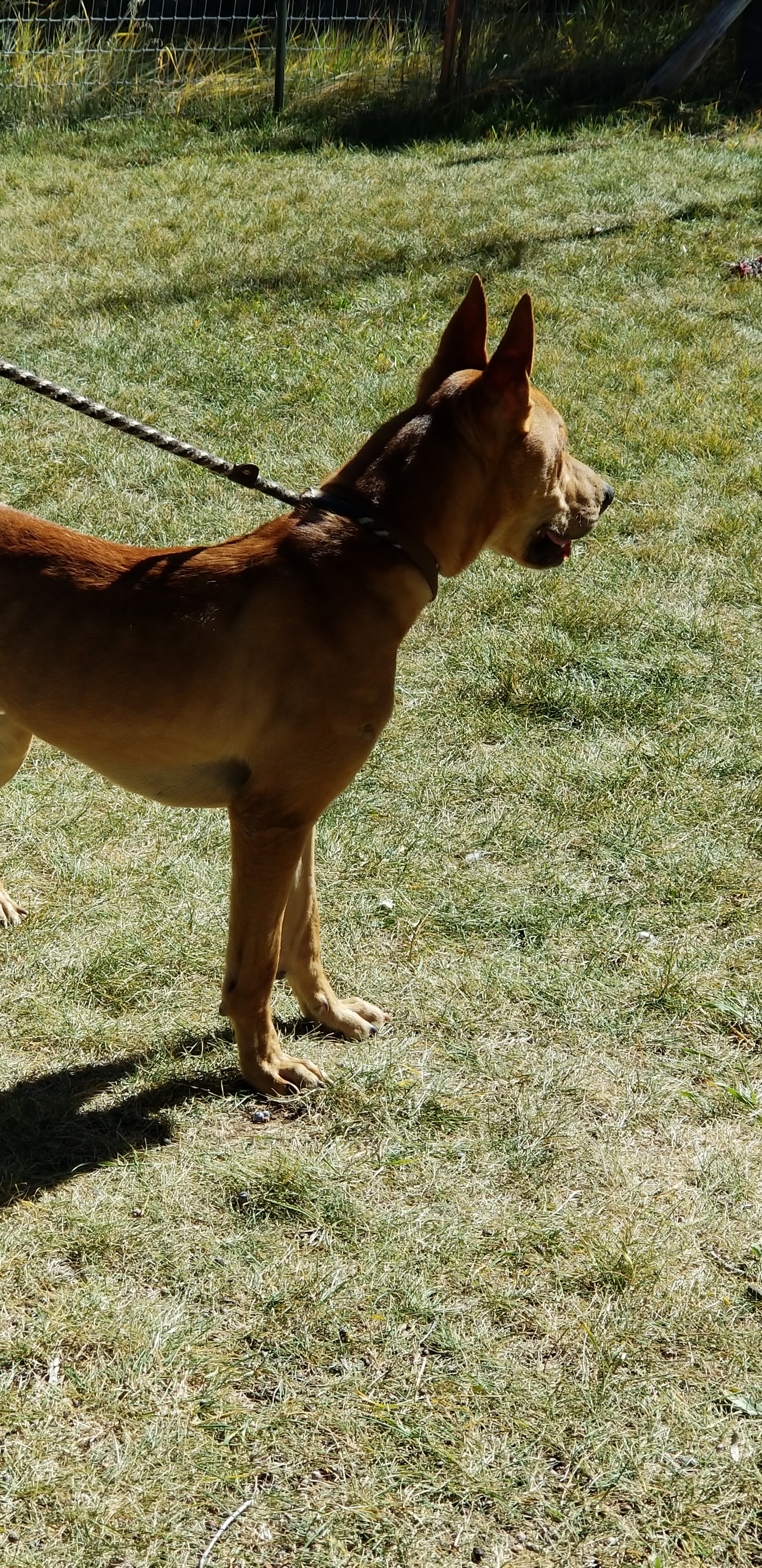 Anubis, an adoptable Carolina Dog in Durango, CO, 81301 | Photo Image 3