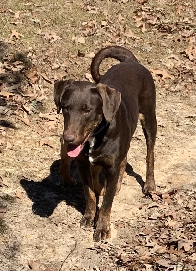 Chocolate lab best sale doberman mix puppies