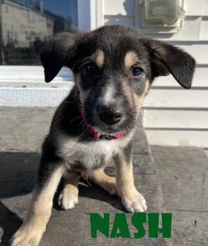 Nash