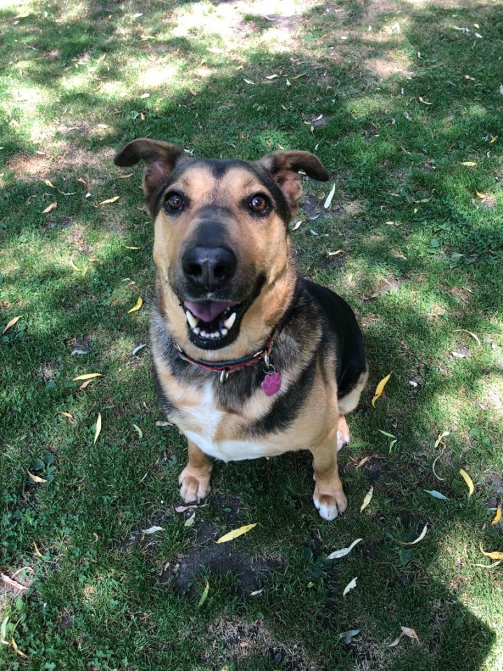 Dog for adoption - Bandit, a German Shepherd Dog Mix in Schenectady, NY ...