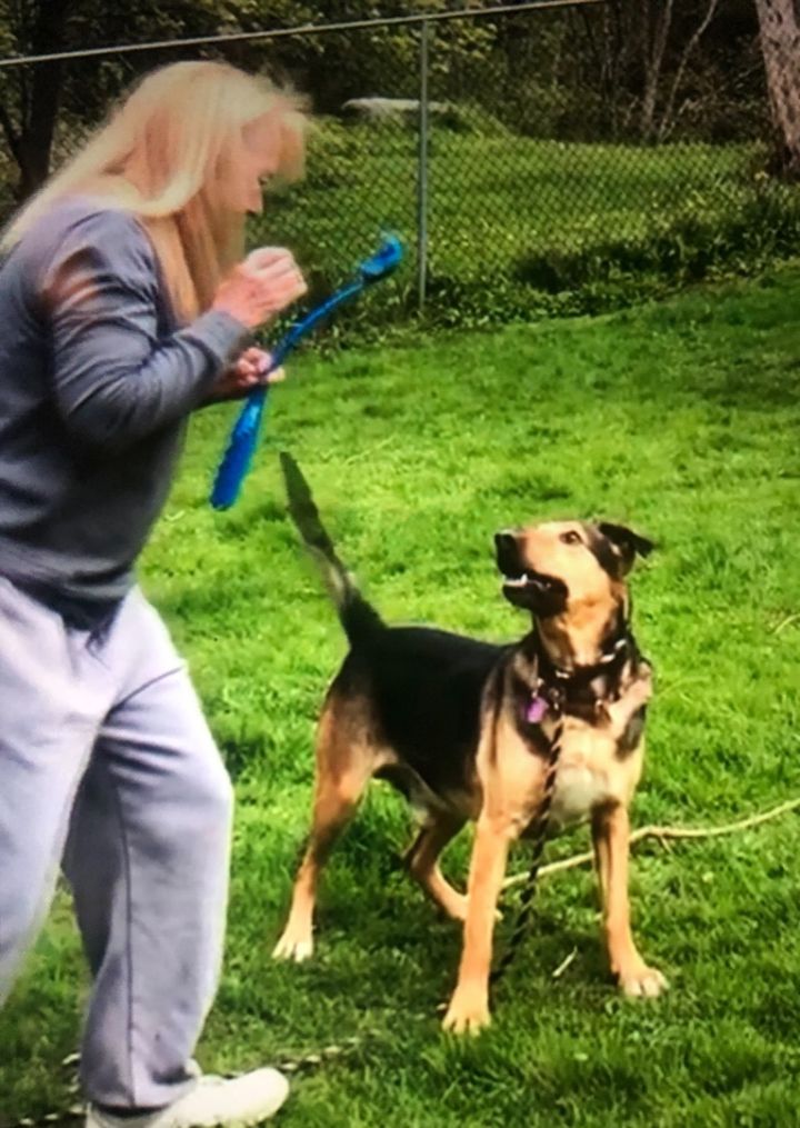 Dog For Adoption - Bandit, A German Shepherd Dog Mix In Schenectady, Ny 