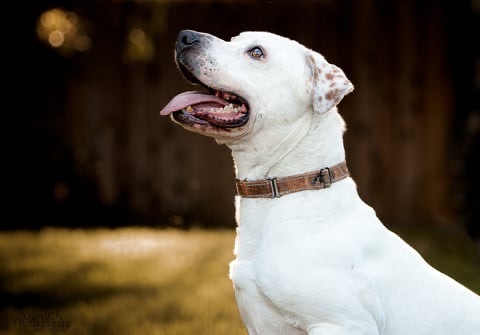 Scooby , an adoptable Pit Bull Terrier & American Staffordshire Terrier Mix in Simi Valley, CA_image-4
