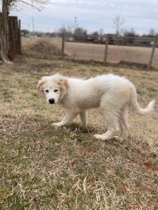 Cooper Fluffy Buttom