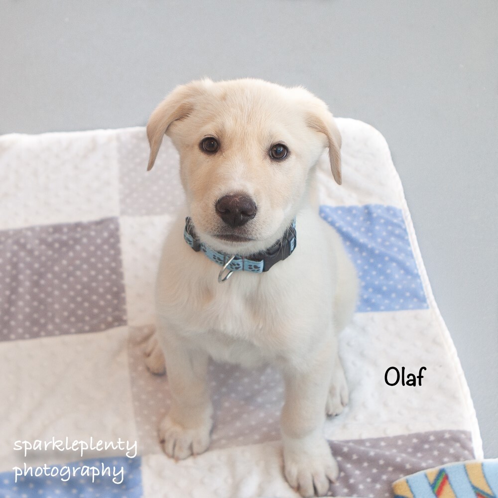 Olaf