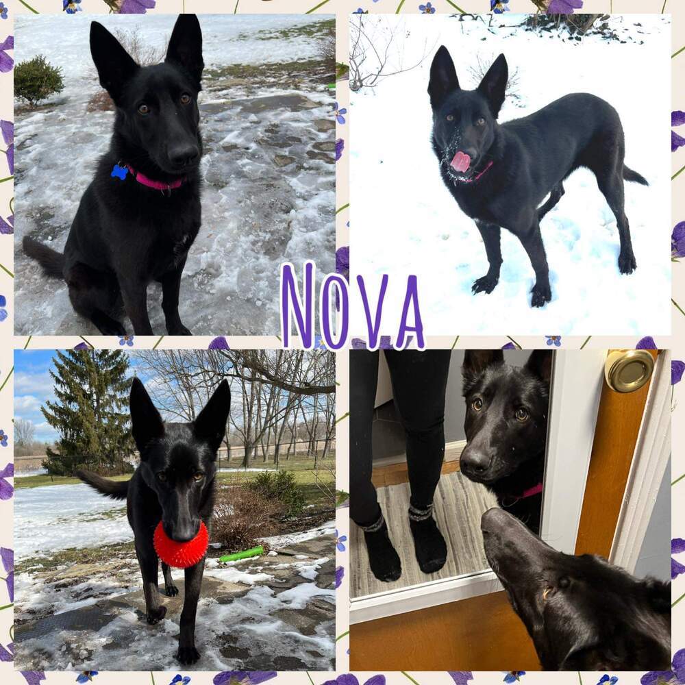 Nova