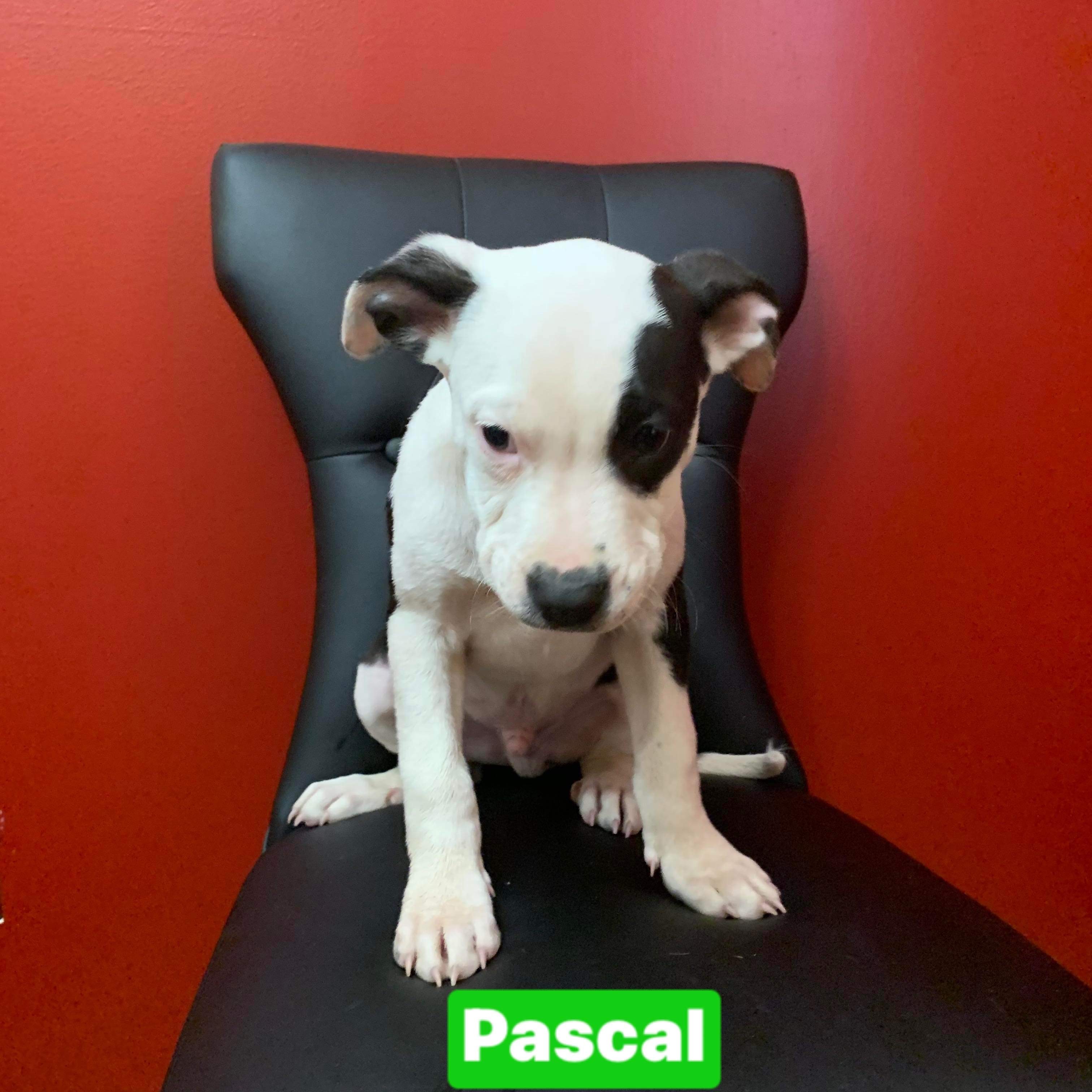 Pascal (Disney/Roxy litter)