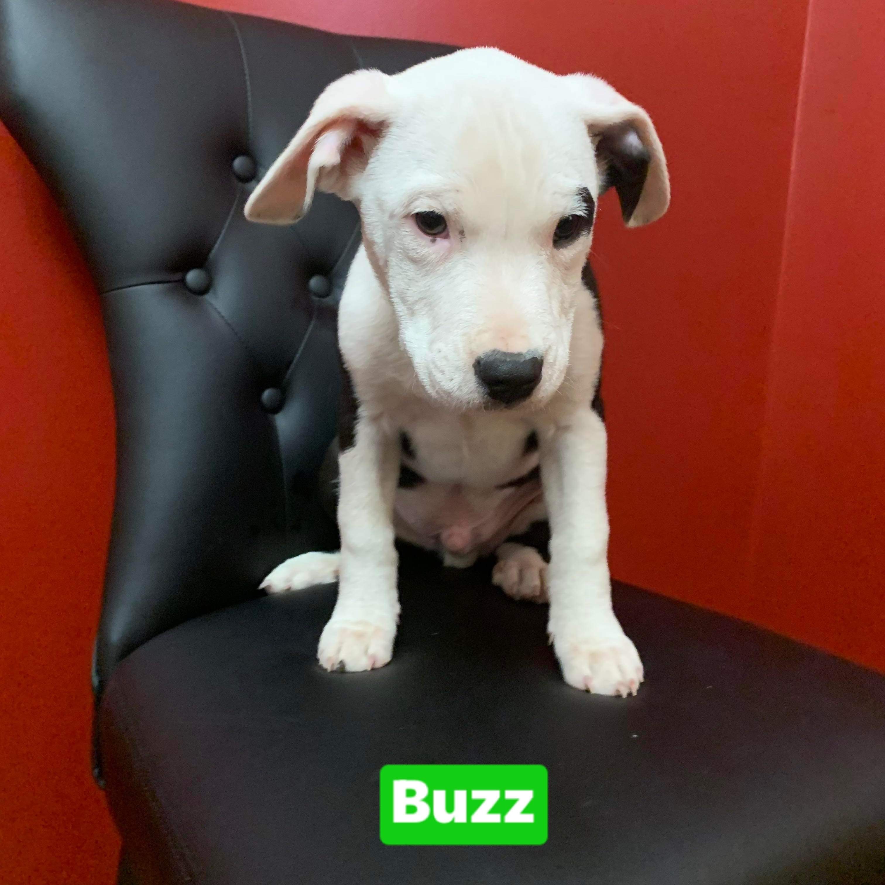 Buzz (Disney/Roxy litter)