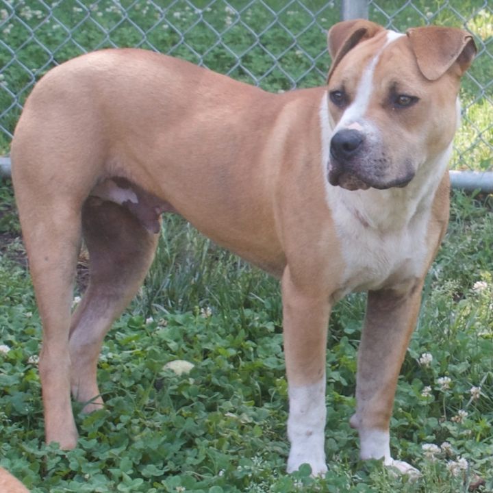 Miles, an adoptable Pit Bull Terrier in Gloucester, VA_image-6