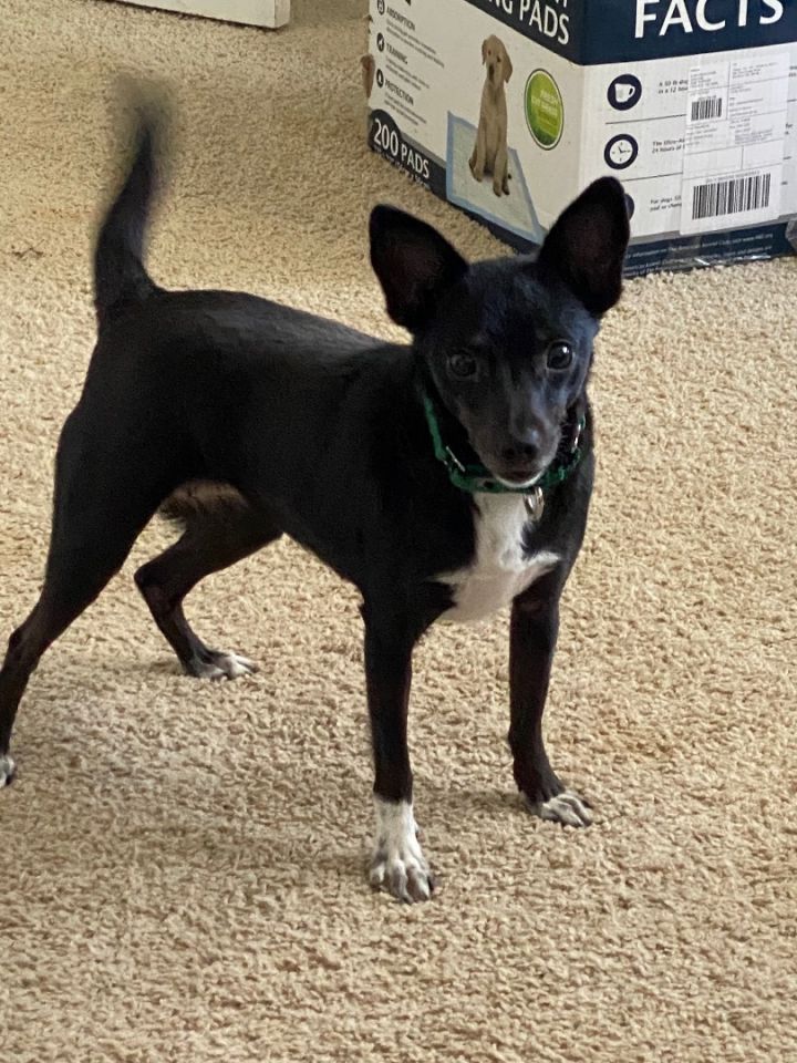 Dog for adoption - Morticia, a & Rat Terrier in Maiden, Petfinder