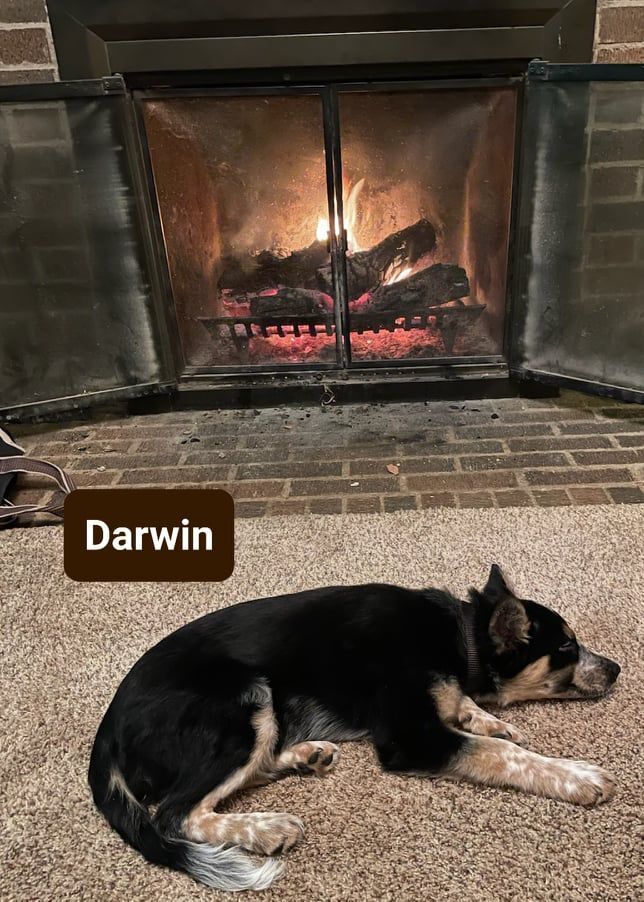 Darwin