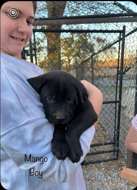 Mango - Available!