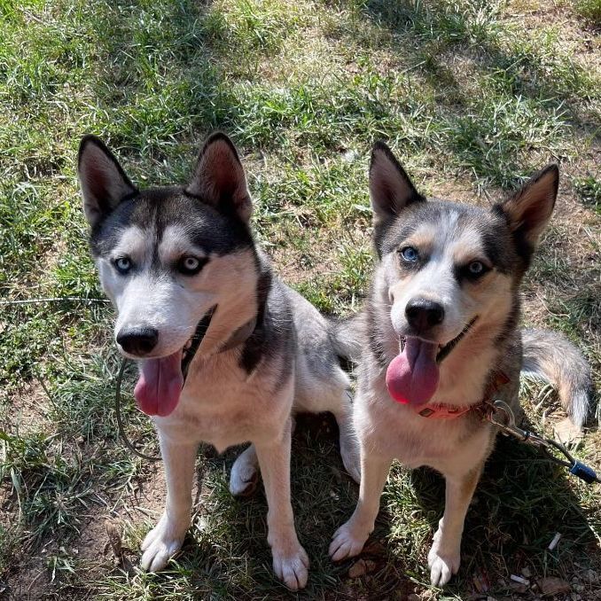 Secari and Koda, an adoptable Husky in Jefferson City, MO, 65110 | Photo Image 1