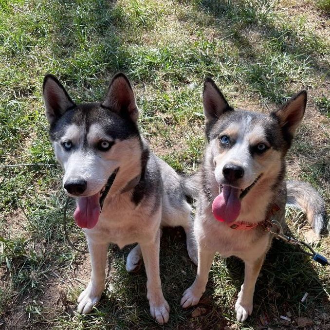 Secari and Koda 1