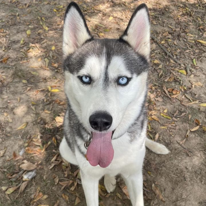Secari and Koda 3