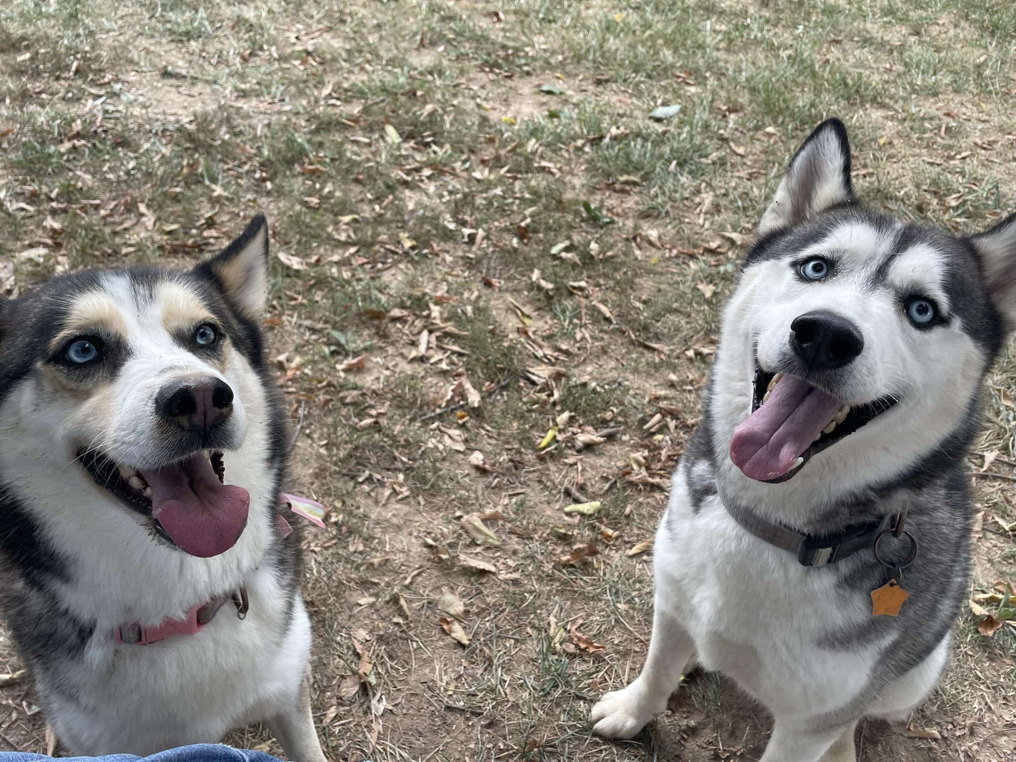 Secari and Koda, an adoptable Husky in Jefferson City, MO, 65110 | Photo Image 4