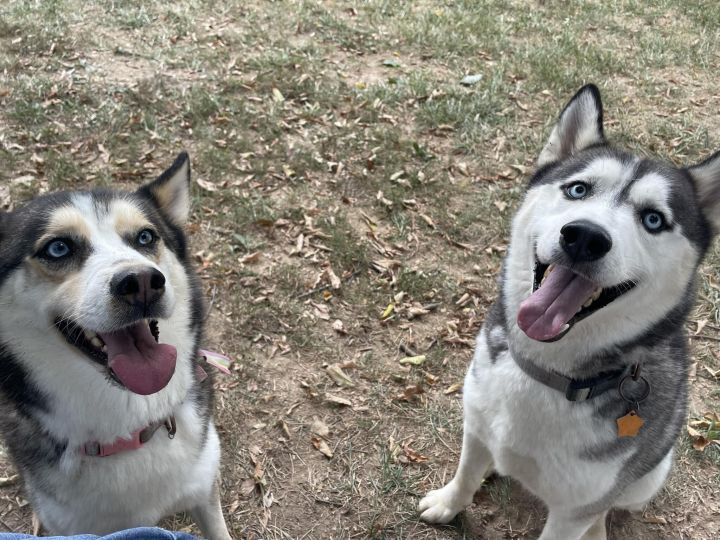 Secari and Koda, an adoptable Husky in Jefferson City, MO_image-4