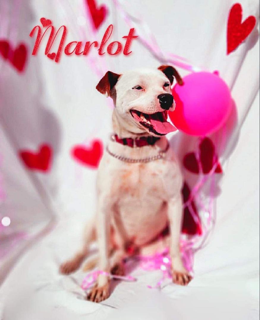 Marlot