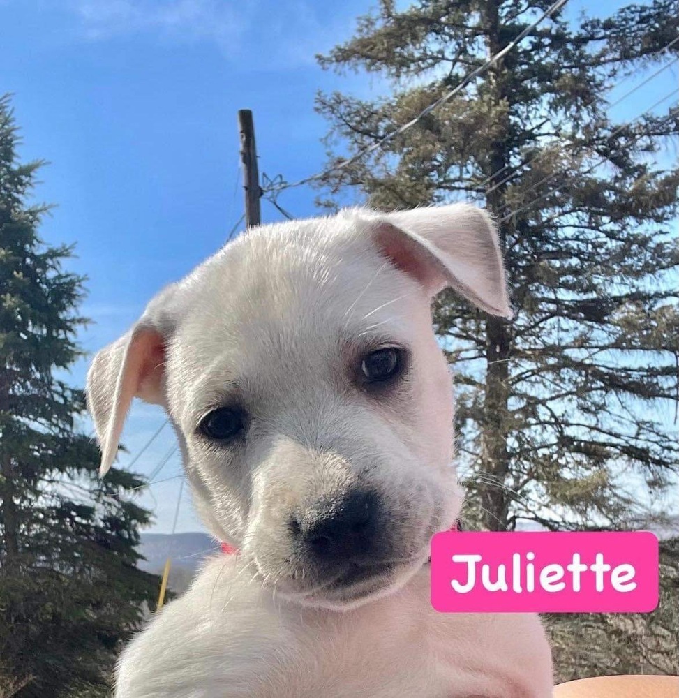 Juliet Adora (p)