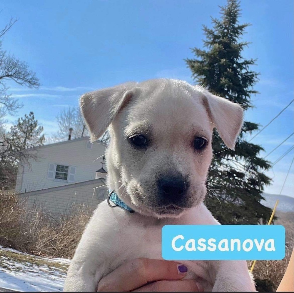 Casanova (p)