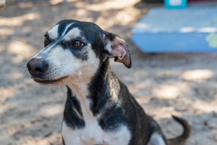 Tot, an adoptable Boston Terrier & German Shepherd Dog Mix in Fulton, TX_image-3